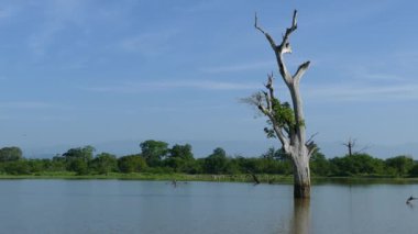Sri Lanka 'daki Udawalawe Ulusal Parkı' nda Mau Ara Reservoir