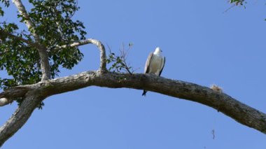 Udawalawe Ulusal Parkı Sri Lanka 'da ağaçtaki büyük kartal.