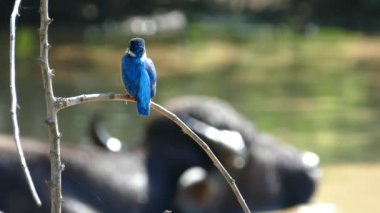 Kingfisher, Udawalawe Ulusal Parkı Sri Lanka 'nın arka planında bir su bufalosuyla uçuyor.