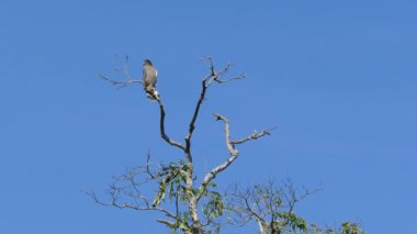 Udawalawe Ulusal Parkı Sri Lanka 'da bir ağacın tepesinde bir kartal.
