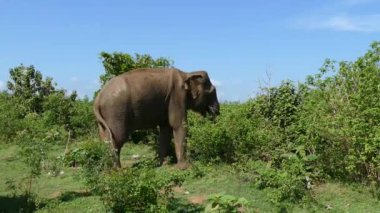 Büyük Asya fili Udawalawe Ulusal Parkı Sri Lanka 'daki bir ağaçtan yemek yiyor.