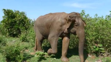 Büyük Asya fili Udawalawe Ulusal Parkı Sri Lanka 'da yeni bir ağaca doğru yürüyor.