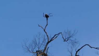 Udawalawe Ulusal Parkı Sri Lanka 'daki ağaçtaki kartal