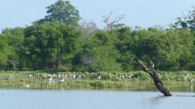 Sri Lanka 'daki Mau Ara Reservoir Udawalawe Ulusal Parkı' ndaki kuşlar