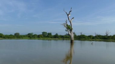 Sri Lanka 'daki Mau Ara Reservoir Udawalawe Milli Parkı' ndaki ağaç
