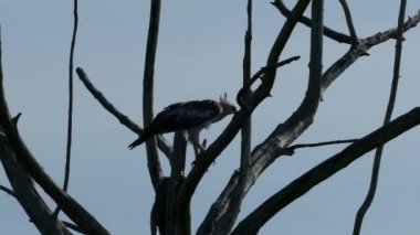 Udawalawe Ulusal Parkı Sri Lanka 'da bir ağaçtaki Şahin Kartal