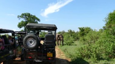 Udawalawe Ulusal Parkı Sri Lanka 'da bir grup turistin önünde büyük bir Asya fili.
