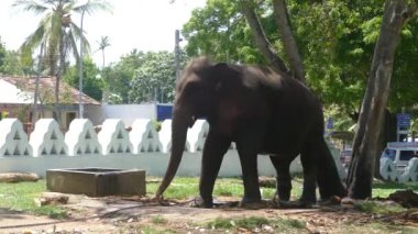 Sri Lanka 'daki Dondra tapınağındaki ağaçta zincirli fil.