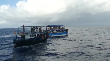 Sri Lanka 'da tekneleri izleyen balina.