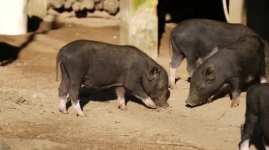 Tayland 'da pirinç vuruyor.