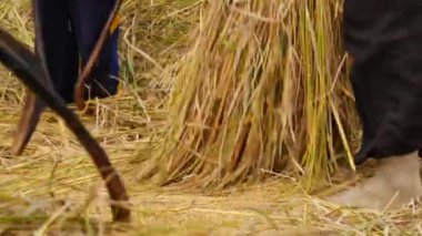 Tayland 'da pirinç vuruyor.