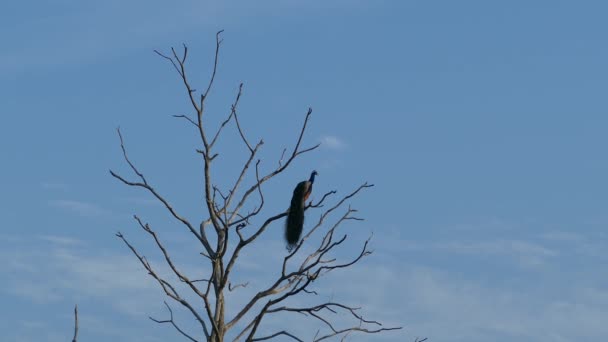 Peacock Ψηλά Ένα Δέντρο Στο Εθνικό Πάρκο Udawaldew Σρι Λάνκα — Αρχείο Βίντεο