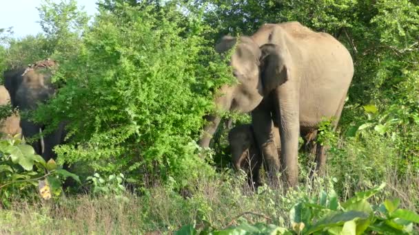 Grupul Elefanți Asiatici Care Mănâncă Din Copacii Parcului Național Udawalawe — Videoclip de stoc