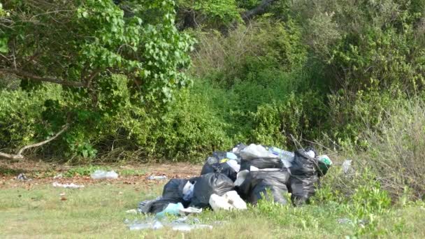 斯里兰卡阿鲁甘湾海滩旁森林中的垃圾带 — 图库视频影像