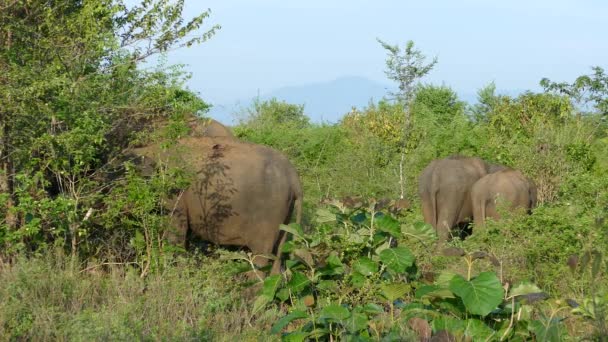 Grupp Asiatiska Elefanter Äter Från Träden Udawalawe Nationalpark Sri Lanka — Stockvideo