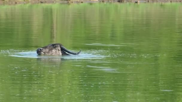 Sri Lanka Daki Udawalawe Ulusal Parkı Ndaki Gölde Bir Manda — Stok video