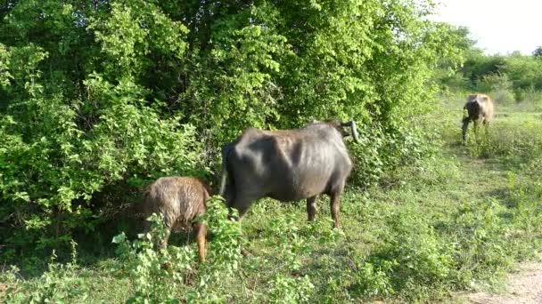 Vattenbuffel Med Barn Udawalawe Nationalpark Sri Lanka — Stockvideo