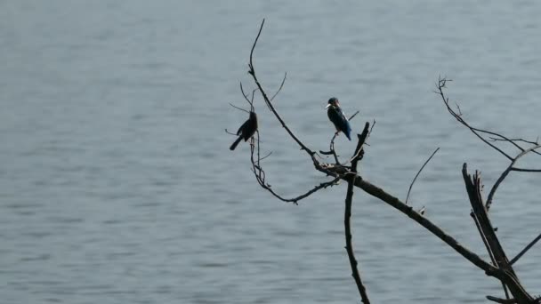 Kingfisher Voando Para Longe Mau Ara Reservoir Parque Nacional Udawalawe — Vídeo de Stock