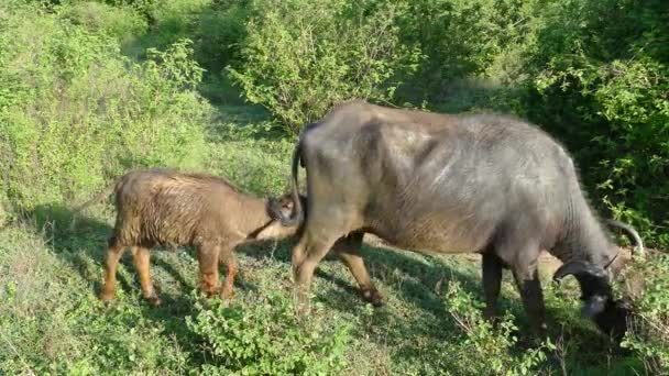 Vatten Buffel Mata Sitt Barn Udawalawe Nationalpark Sri Lanka — Stockvideo