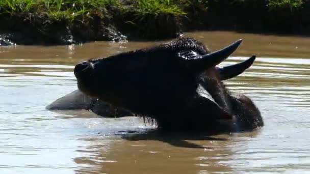 Udawalawe Ulusal Parkı Sri Lanka Bir Gölette Bufalo — Stok video