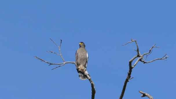 Águila Alto Árbol Parque Nacional Udawalawe Sri Lanka — Vídeo de stock