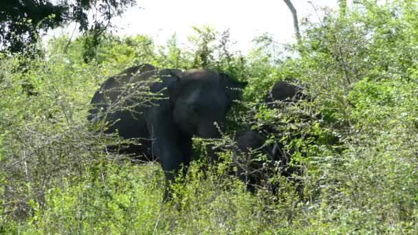 Skupina Asijských Slonů Jíst Stromu Národním Parku Udawalawe Srí Lanka — Stock video