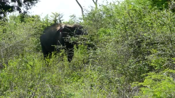 Ασιατικός Ελέφαντας Τρώει Από Ένα Δέντρο Στο Εθνικό Πάρκο Udawaldew — Αρχείο Βίντεο