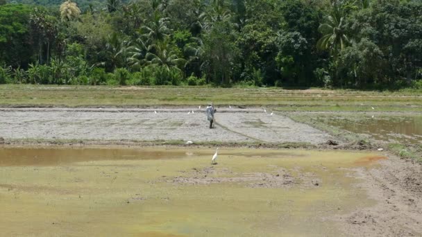 Farmer Working Paddy Field Egrets Him Sri Lanka — Stock Video