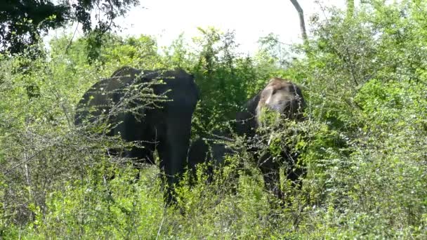 Grupo Elefantes Asiáticos Comendo Uma Árvore Parque Nacional Udawalawe Sri — Vídeo de Stock