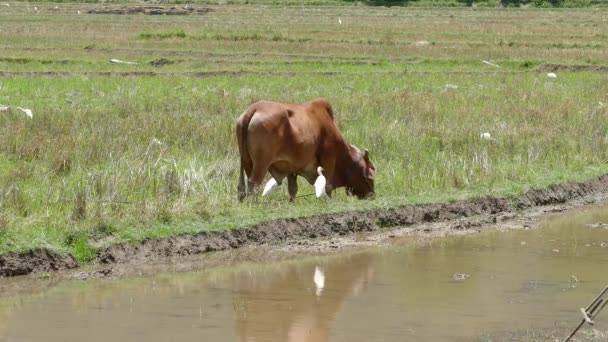 Vache Avec Aigrettes Marchant Sur Rizière Sri Lanka — Video