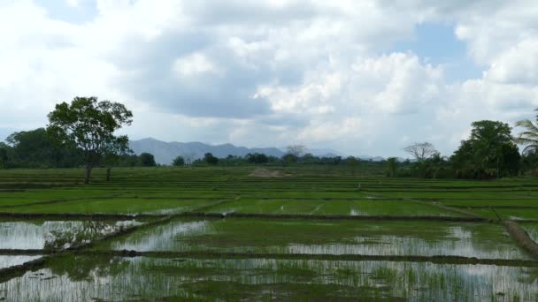 Campo Paddy Com Nuvens Paisagem Sri Lanka — Vídeo de Stock