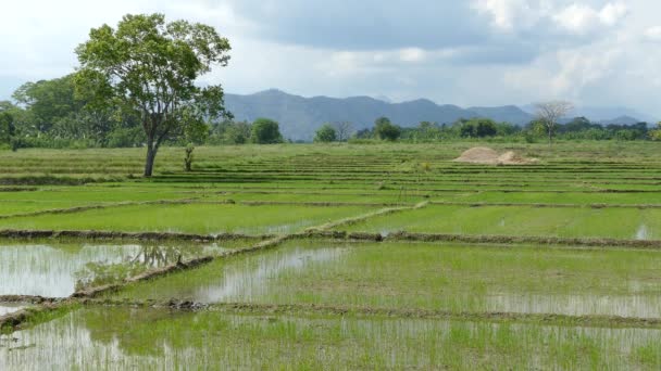 Campo Paddy Com Nuvens Reflexão Paisagem Sri Lanka — Vídeo de Stock