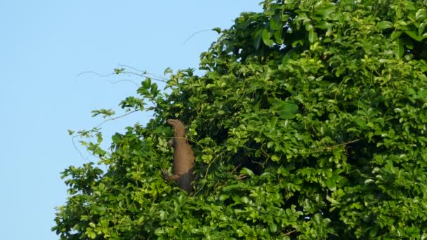 Big Lizard Tree Udawalawe National Park Sri Lanka — Stock Video