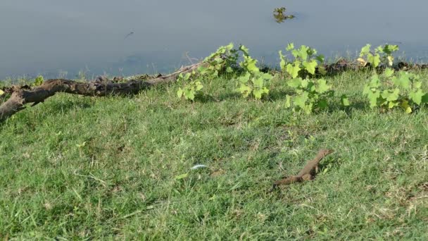 ซาร ดในหญ ดจากอ างเก Mau Ara ในอ ทยานแห งชาต Udalavawe — วีดีโอสต็อก