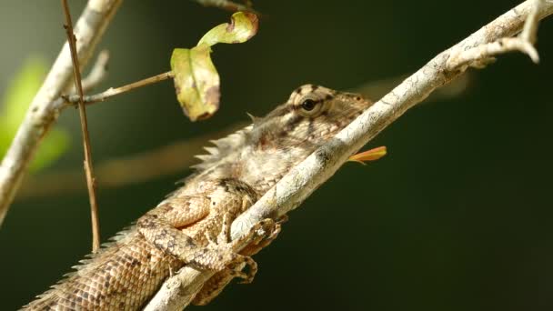 Gros plan d'un caméléon indien sur une branche de sri lanka