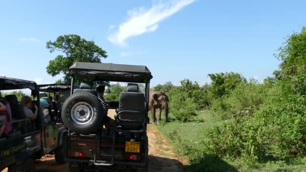 Grande Elefante Asiático Frente Grupo Turistas Carro Safári Parque Nacional — Vídeo de Stock