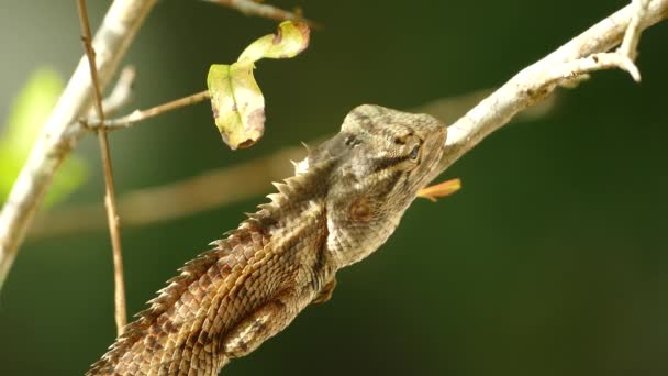 Zblízka Indického Chameleona Větvi Srí Lance — Stock video