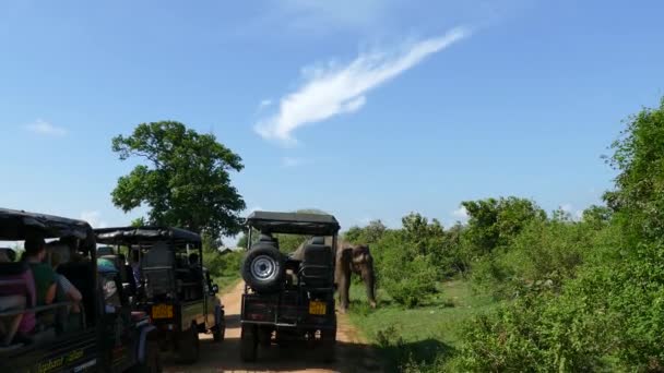 Auto Fährt Auf Großen Asiatischen Elefanten Udawalawe Nationalpark Sri Lanka — Stockvideo