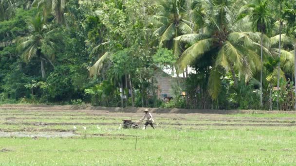 Boer Werkt Een Rijstveld Met Zilverreigers Hem Heen Sri Lanka — Stockvideo