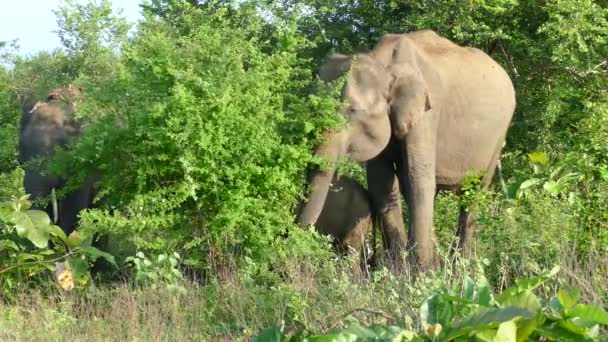 Närbild Från Asiatisk Elefant Med Sitt Barn Udawalawe Nationalpark Sri — Stockvideo