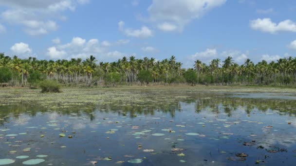スリランカの水の中にヤシや反射と湖の風景 — ストック動画