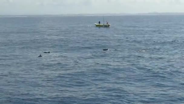 Groepsdolfijnen Zee Sri Lanka — Stockvideo