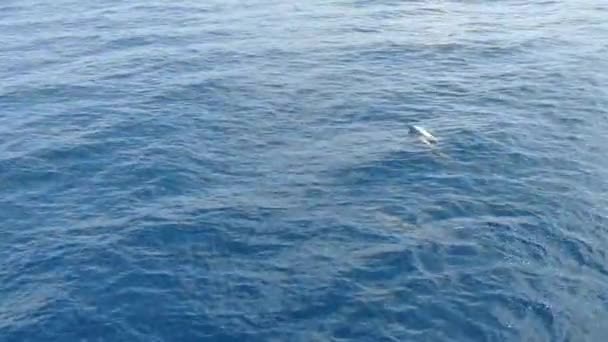Группа Дельфинов Море Шри Ланке — стоковое видео