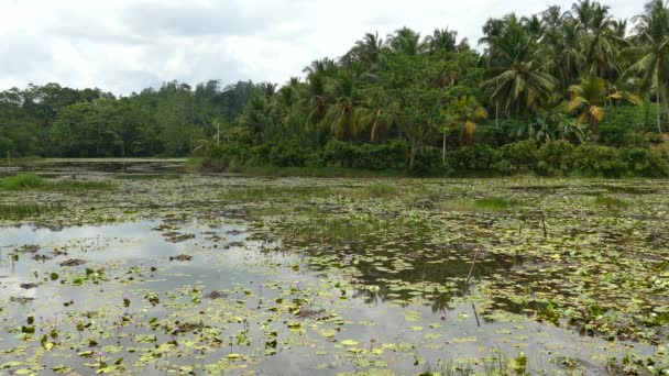 Lago Flores Loto Flor Nacional Sri Lanka — Vídeos de Stock