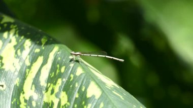 Sri Lanka 'da yusufçuk.