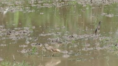 Heron, Sri Lanka 'da bir çeltik tarlasında yengeç yakalıyor ve yiyor.