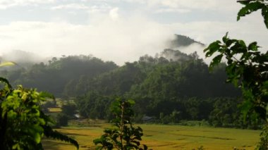 Kuzey Tayland, Asya 'daki Misty Hills pirinç tarlası.