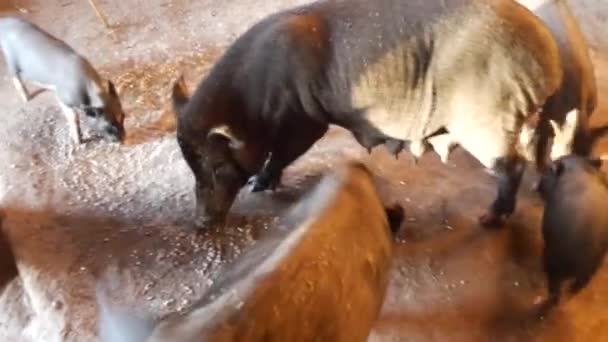 Groep Grote Kleine Varkens Die Vechten Voor Voedsel — Stockvideo