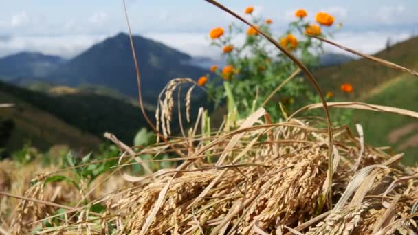 Cosecha Flores Naranjas Las Montañas Del Norte Tailandia — Vídeos de Stock