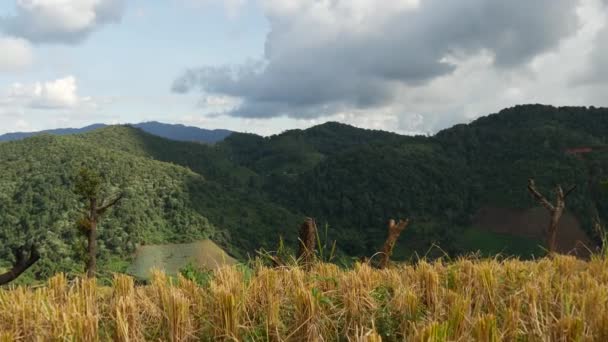 Pfanne Aus Der Berglandschaft Mit Reisfeld Nordthailand Asien — Stockvideo